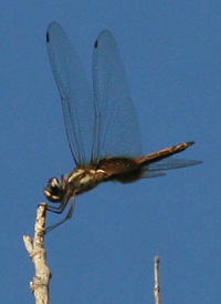 Striped Saddlebags